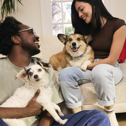 PetSmart banner