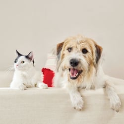 PetSmart banner