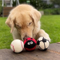 Eco Dog & Cat banner