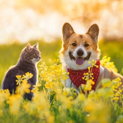 NHV Natural Pet Products CA banner