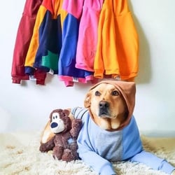 The Dog Market banner