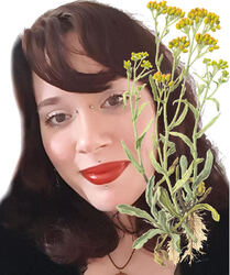 Helichrysum Italicum banner
