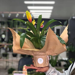 Afterpay flowers store